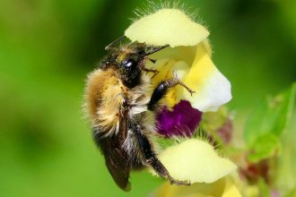 Heat Waves Steal Bumblebees’ Sense of Smell: A Climate Crisis Impact