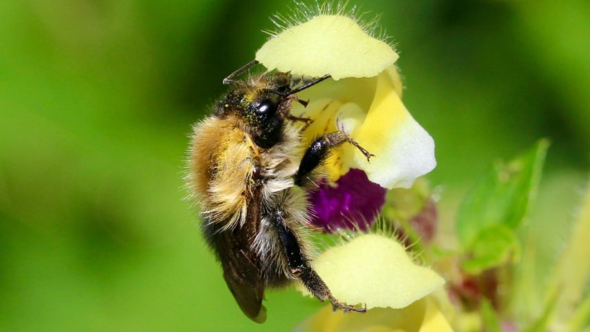 Heat Waves Steal Bumblebees’ Sense of Smell: A Climate Crisis Impact