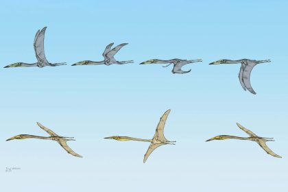 Unveiling the Skies of Prehistoric Times: Remarkably Preserved Pterosaur Fossils Illuminate Their Flight Secrets!