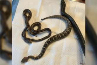 Shocking Encounter: 4-Foot Snake Spits Up Two Smaller Snakes—One Surprisingly Alive!