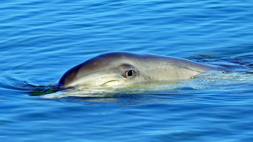 Dolphin Rampage: Unraveling the Mystery of Japan’s Frisky Marine Intruder