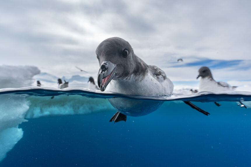 14 Breathtaking Images That Capture the Magic of the 2024 Bird Photographer of the Year Awards