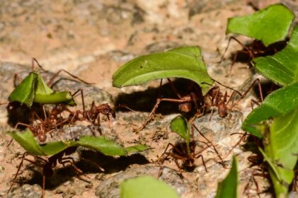 How the Dinosaur-Killing Asteroid Transformed Ants into Nature’s Farmers!