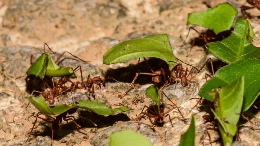 How the Dinosaur-Killing Asteroid Transformed Ants into Nature’s Farmers!