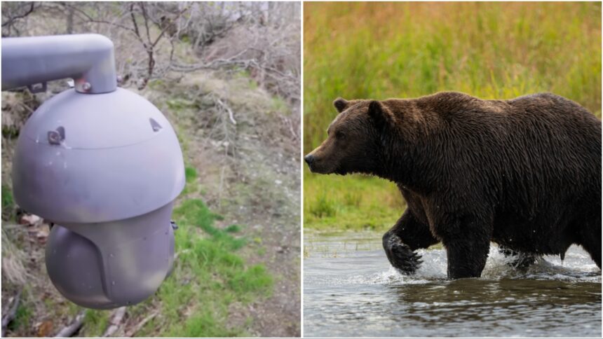 Behind the Lens: Capturing Stunning Bear Moments During Fat Bear Week!