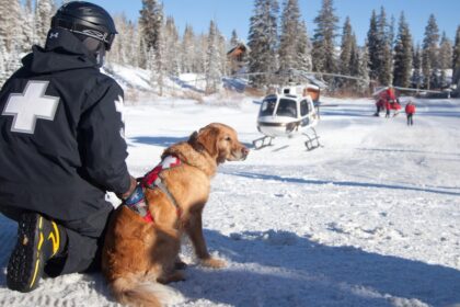 Winter is Coming: Meet the Heroic Avalanche Dogs Preparing for Life-Saving Rescues!