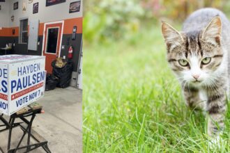 Transform Your Old Campaign Signs into Cozy Cat Shelters: A Creative Upcycling Guide!