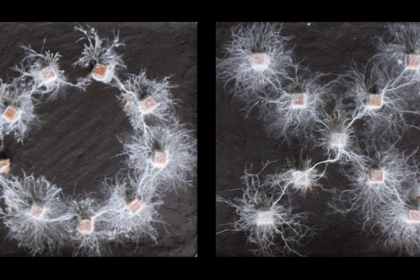 Unlocking the Mind of Fungi: A Simple Experiment Unveils Their Complex ‘Thoughts