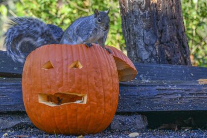 Master the Art of Squirrel-Proofing Your Pumpkins: Tips for a Pest-Free Harvest!