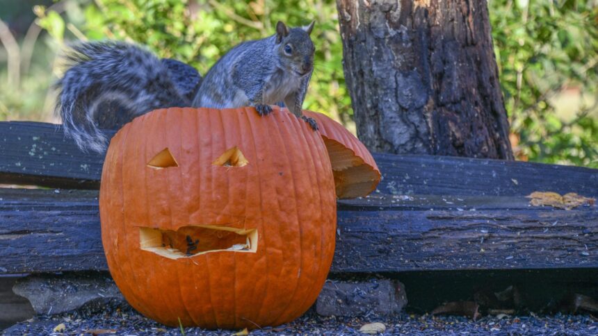 Master the Art of Squirrel-Proofing Your Pumpkins: Tips for a Pest-Free Harvest!