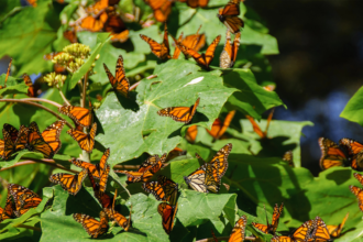 Volcanic Oasis: Scientists Create Rest Stops for Monarch Butterflies!