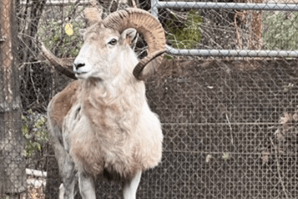 Montana’s Controversial Sheep Breeder Sentenced to 6 Months for Illegal Giant Hybrid Cloning