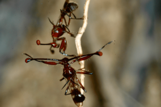 Why Shorter Eye-Stalks Make Flies Fight: The Surprising Link Between Attraction and Aggression!