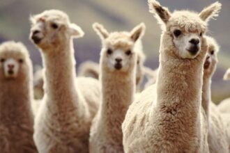 Say Goodbye to Travel Stress: Oregon Airport Introduces Llama Therapy for Soothing Journeys!