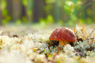 Fungi: The Silent Communicators of the Forest!