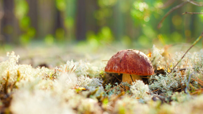 Fungi: The Silent Communicators of the Forest!