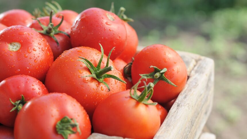 Unlocking Flavor: How CRISPR Technology Transformed Tomatoes into Sweet, Giant Delights!