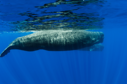 Revolutionary Rideshare-Inspired Method Unveils Secrets of Sperm Whale Tracking!